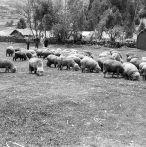 A group of Corriedale rams on a farm near Sicuani.