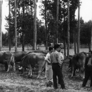Agricultural Mission to Peru - working to develop a herd of Brown Swiss Cattle