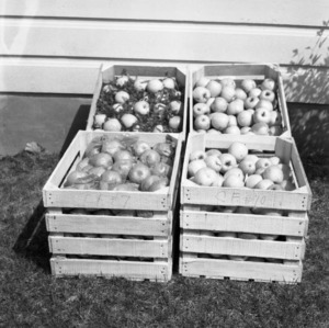 Apple Storage Experiment at Brushy Muontains Apple Research Laboratory, Wilkes County, March 1941