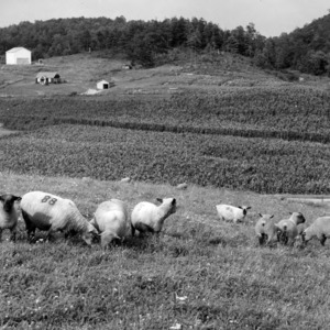 Sheep at Experiment Station, West Jefferson, 1960's