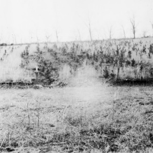 Badly eroded hillside planted to shortleaf pine in 1934