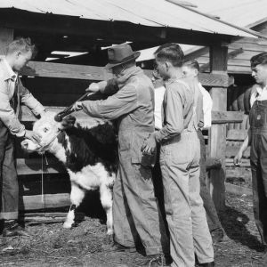 L.I. Case demonstrates proper method of dehorning a steer