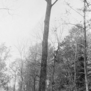 Individual walnut tree planted by flood or rodents on farm of J.W. Myers, Salisbury, N.C.