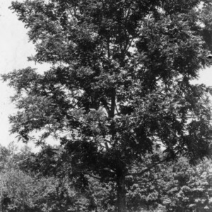 Black walnut: (Juglans nigra Linnaeus) At the home of Catherine Pringle, Four-H Club Member.  Rowan County