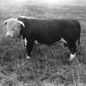 An Outstanding Herd Bull at Snodgrass Farm