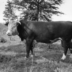 Purebred Hereford Bull
