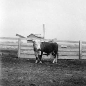 Mr. C. H. Henderson's registered bull