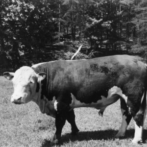 Polled Hereford Bull