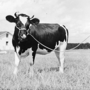 Heifer -  State College Dairy Farm.  Sept. 1941