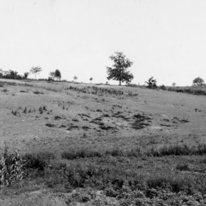 Pasture in Davidson County, 1936