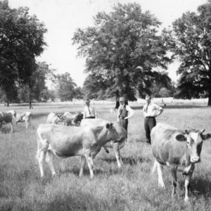 G.H. Cartner shows R.G. Goodman and R.H. Ruffner heifers on A.L. Brown Farm. Cabarrus County, May 1940
