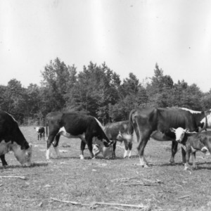 Purebred hereford cattle owned by Brookfield Farm, R.E. Earp, Proprietor, Selma, N.C.