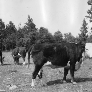 Purebred hereford cattle owned by Brookfield Farm, R.E. Earp, Proprietor, Selma, N.C.