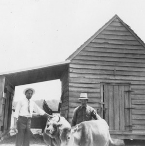 Purebred Jersey cow and heifer owned by James A. Seares, Ahoskie