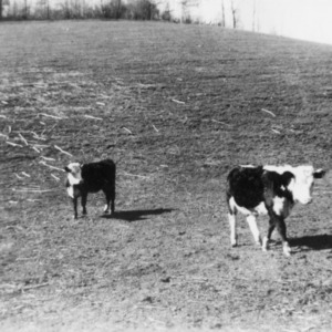Calves on the Conley farm sired by herd bull