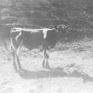 Purebred Guernsey bull, Mitchell Co.