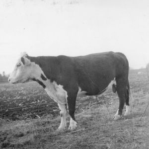 Hereford bull on farm of John Wilcox, Carthage, N.C.