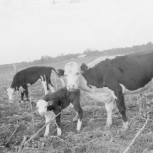 Cattle on farm of John Willcox, Carthage, N.C.