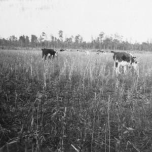 Small portion of beef cattle on farm of J.W. Christiansen, Whiteville, R.4