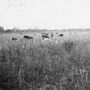 Herd of beef cattle on farm of J.W. Christiansen, Whiteville, R.4