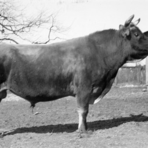 Former Herd Bull of E.L. Moose, Conover, NC