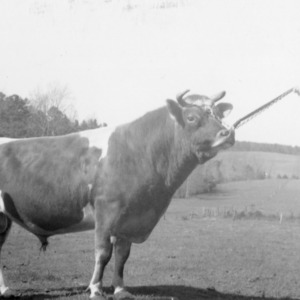 Sam's Dreaming Bobby 359086 - herd bull of E.L. Moose, Conover, NC