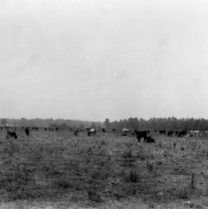 Florida feeder cattle, Bill Thompson, Plymouth, NC, Washington County
