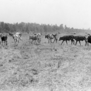 Feeder cattle, Bill Thompson farm, Plymouth, NC, Washington County