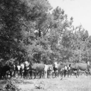 Herd of beef cattle on the farm of W.E. Watkins, Troy, NC