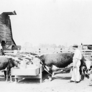 J.W. Flora feeding his heifers and steers, Moyock, NC