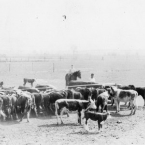J.W. Flora feeding his heifers and steers, Moyock, NC