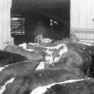 C.E. Overman's feeder steers