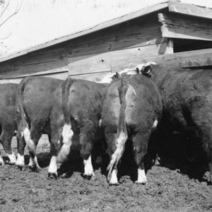 Pen of 5 fat steers owned by J.T. Robbins
