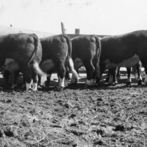 Fat steers owned by J.T. Robbins