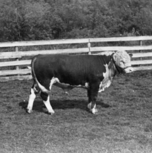 Hereford registered bull