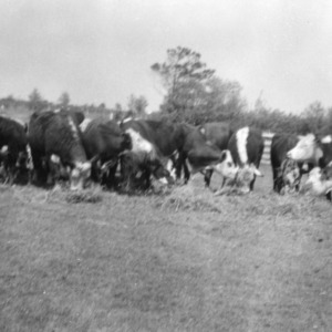 Mr. Curtis Baum, of Poplar Branch, is shown standing back of his registered Hereford breeders