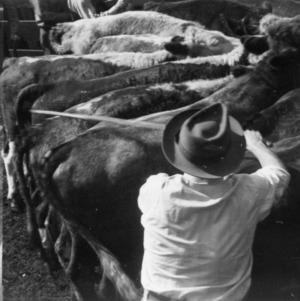 Loading steers, Marshall, NC