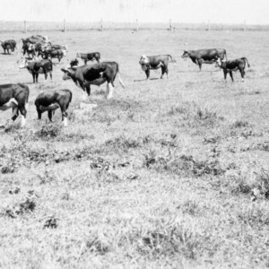 Commercial herd of Hereford cattle, Marshall, NC
