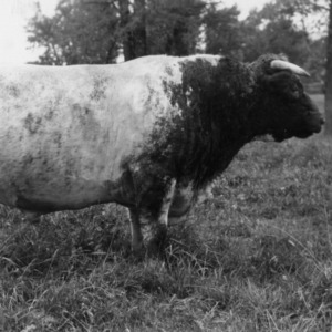 Herd bull belonging to Mrs W.R. Crockett, Draper, Va.