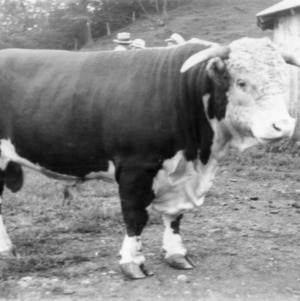 Bull belonging to Mr. Horton Daughton of Alleghany County