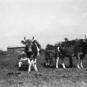 Guernsey dairy cows