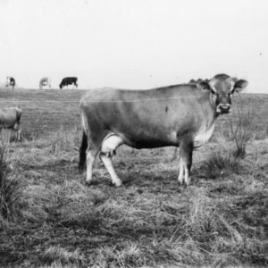 Union County Cow
