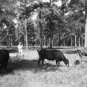 Onslow County Cow