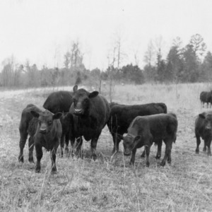 Herd of Black Angus Cattle, Lincoln County