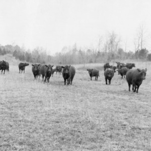 Herd of Black Angus Cattle, Lincoln County