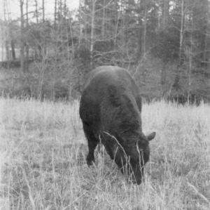 Black Angus Bull, Lincoln County
