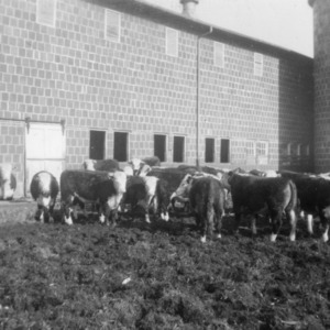 Fat Steers in Feed Lot, Guilford County