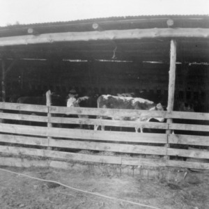 Fat steers in feed barn on farm of Flake Shaw - Greesboro, NC