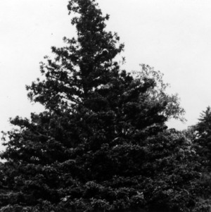 Chinese Fir trees