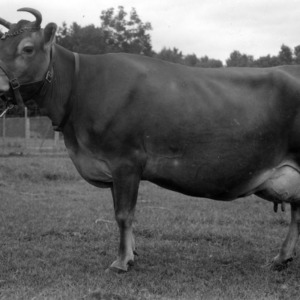 Champion milk and butter-fat dairy cow